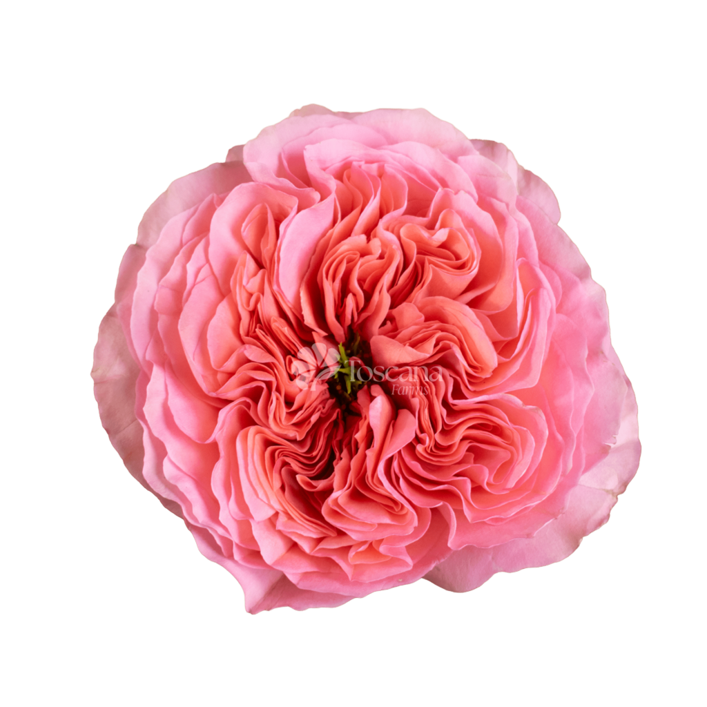 Candy Xpression coral pink rose grown in Ecuador by Toscana Farms featuring soft peach-coral tones, large bloom size, and premium long stems for wholesale floral design.