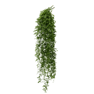 Smilax Greenery – Premium Ecuadorian Smilax by Toscana Farms