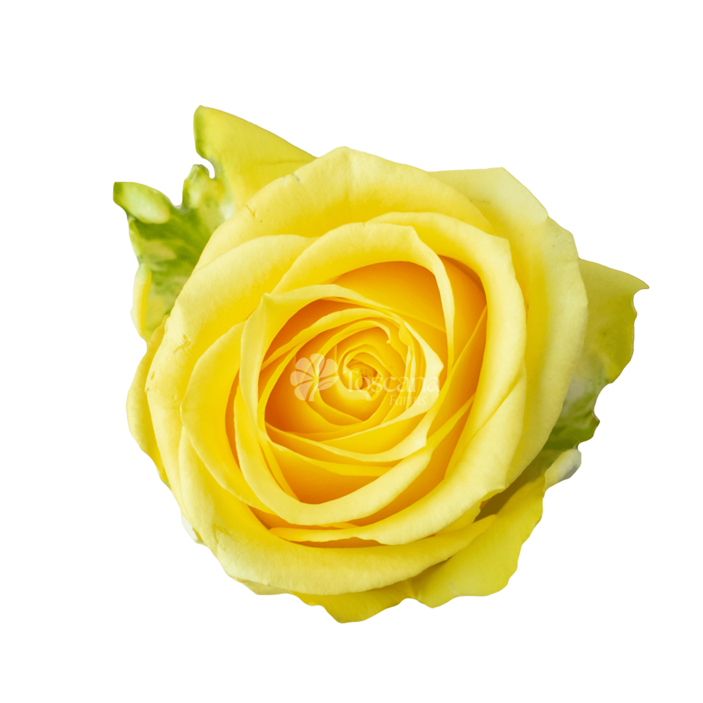 Super Sun yellow rose variety by Toscana Farms featuring vibrant golden petals, high petal count, and strong stems for premium floral arrangements and wholesale markets.