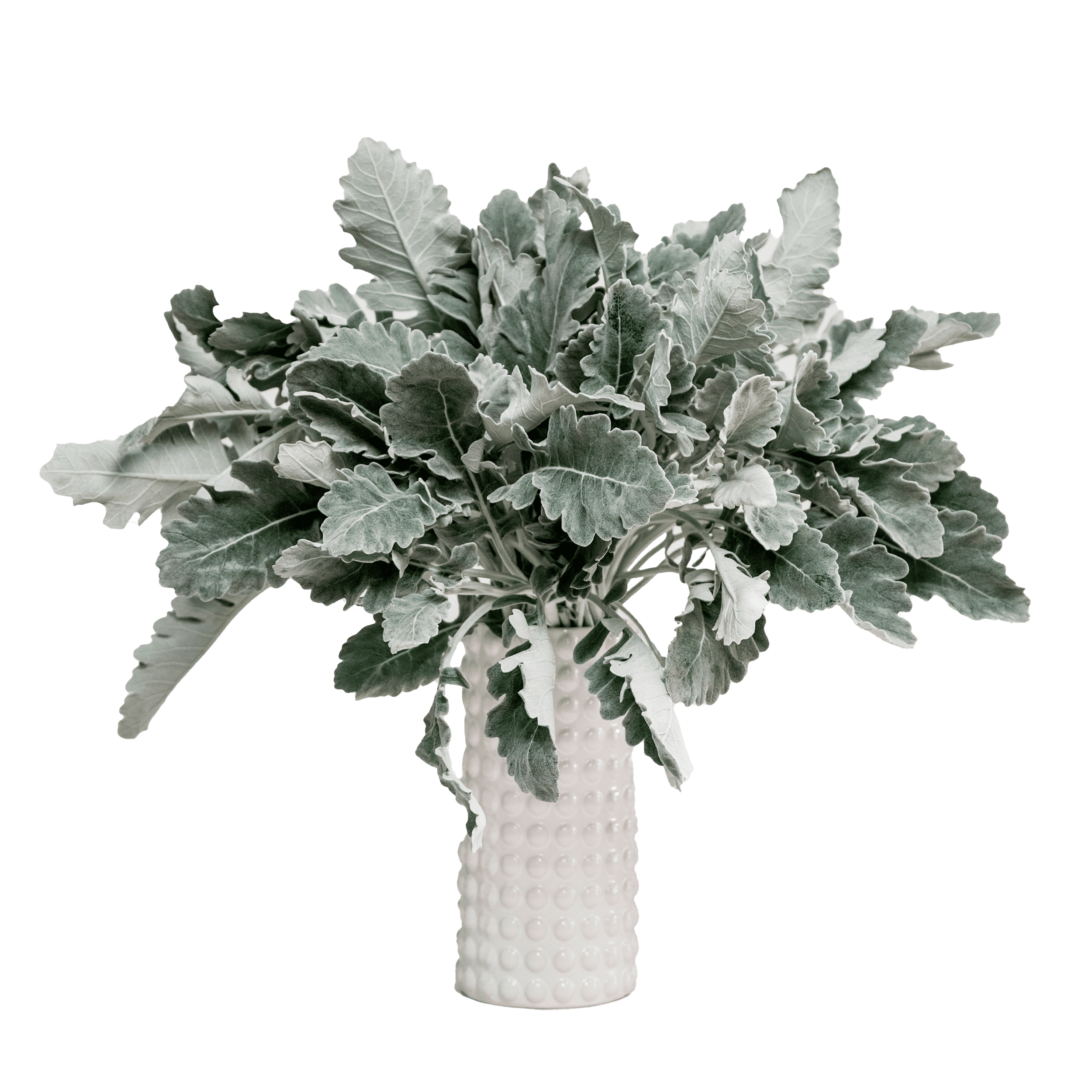 Dusty Miller