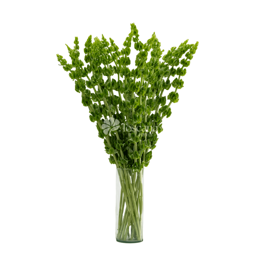 Bells of Ireland (Moluccella) – Premium Green Flower by Toscana Farms