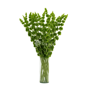 Bells of Ireland (Moluccella) – Premium Green Flower by Toscana Farms