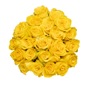Bikini Rose – Bright Yellow Ecuadorian Rose by Toscana Farms