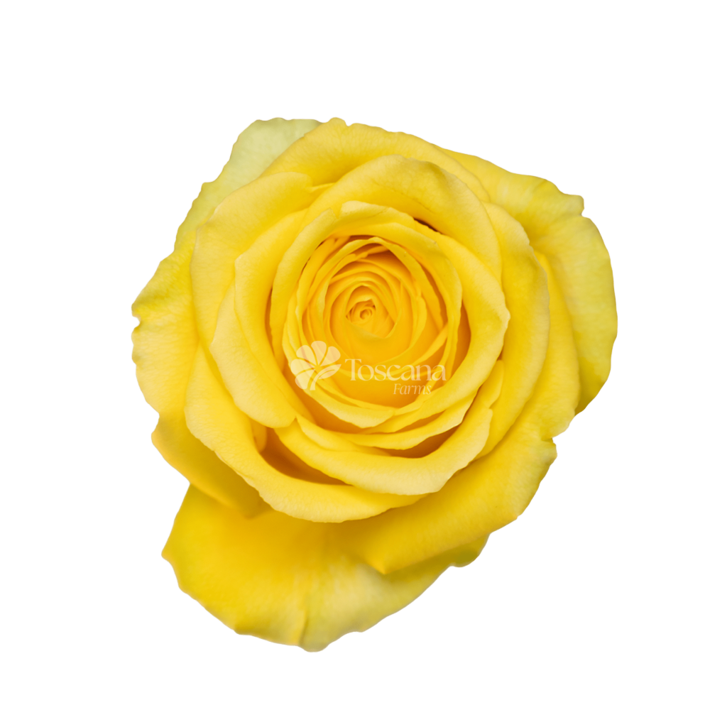Bikini Rose – Bright Yellow Ecuadorian Rose by Toscana Farms