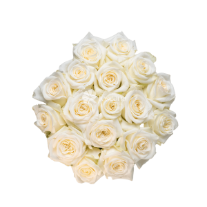 Candlelight Rose – Garden-Like White Ecuadorian Rose by Toscana Farms