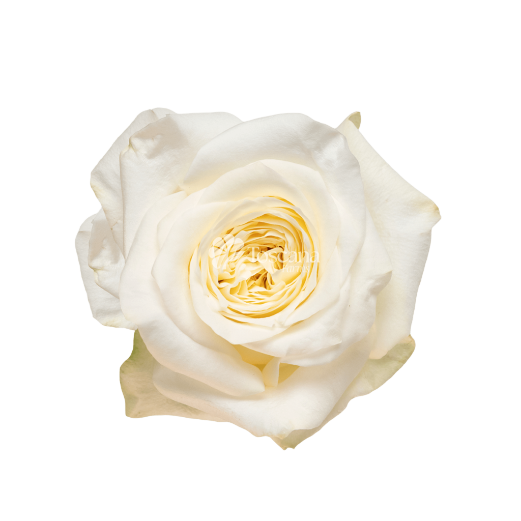 Candlelight Rose – Garden-Like White Ecuadorian Rose by Toscana Farms
