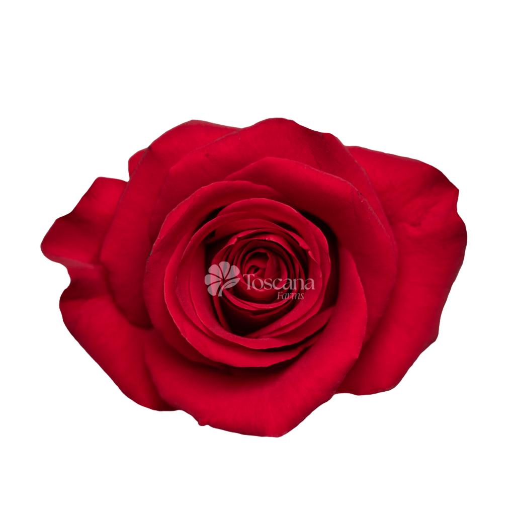 Checkmate Rose – Scarlet Red Ecuadorian Rose by Toscana Farms