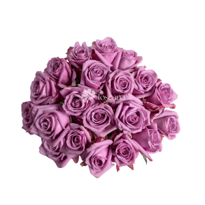 Cool Water Rose – Lavender Ecuadorian Rose by Toscana Farms