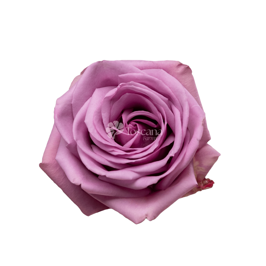 Cool Water Rose – Lavender Ecuadorian Rose by Toscana Farms
