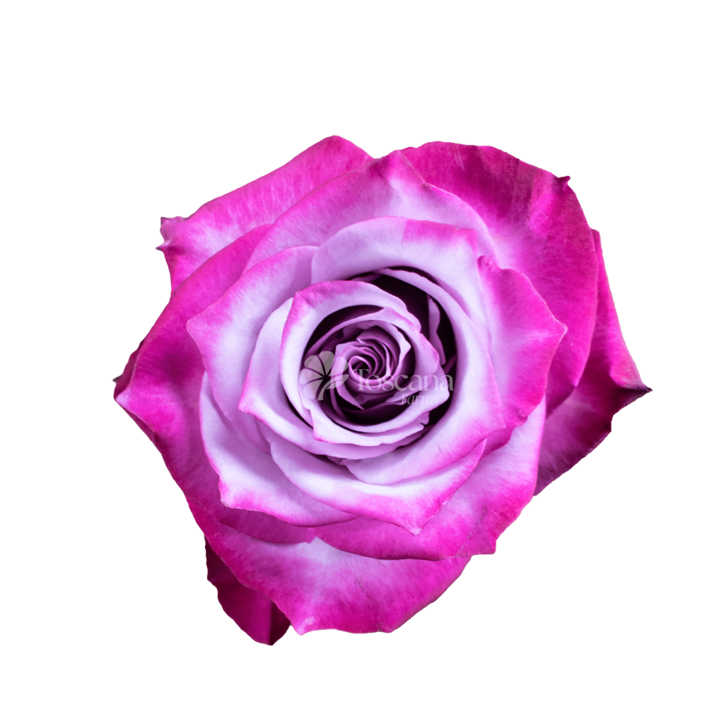 Deep Purple Rose – Lavender Ecuadorian Rose by Toscana Farms