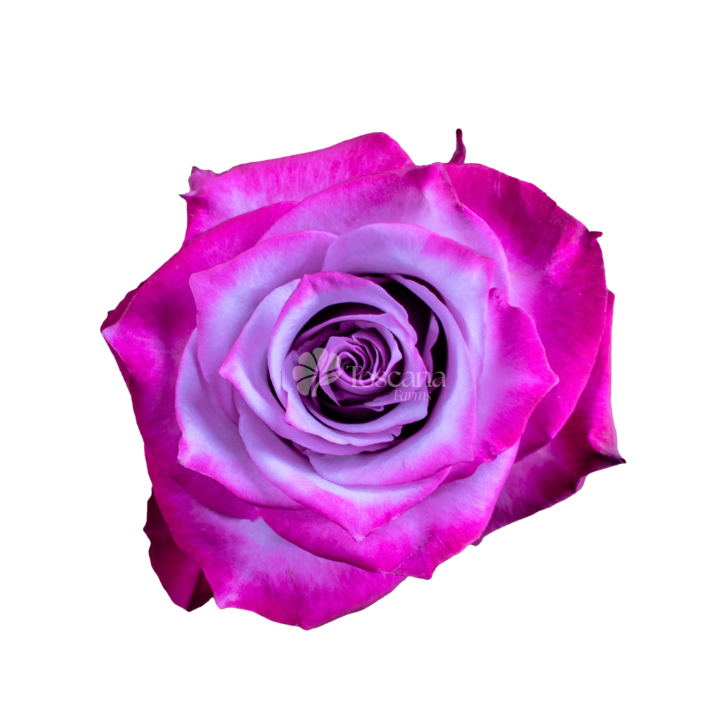 Deep Purple Rose – Bicolor Lavender Ecuadorian Rose by Toscana Farms