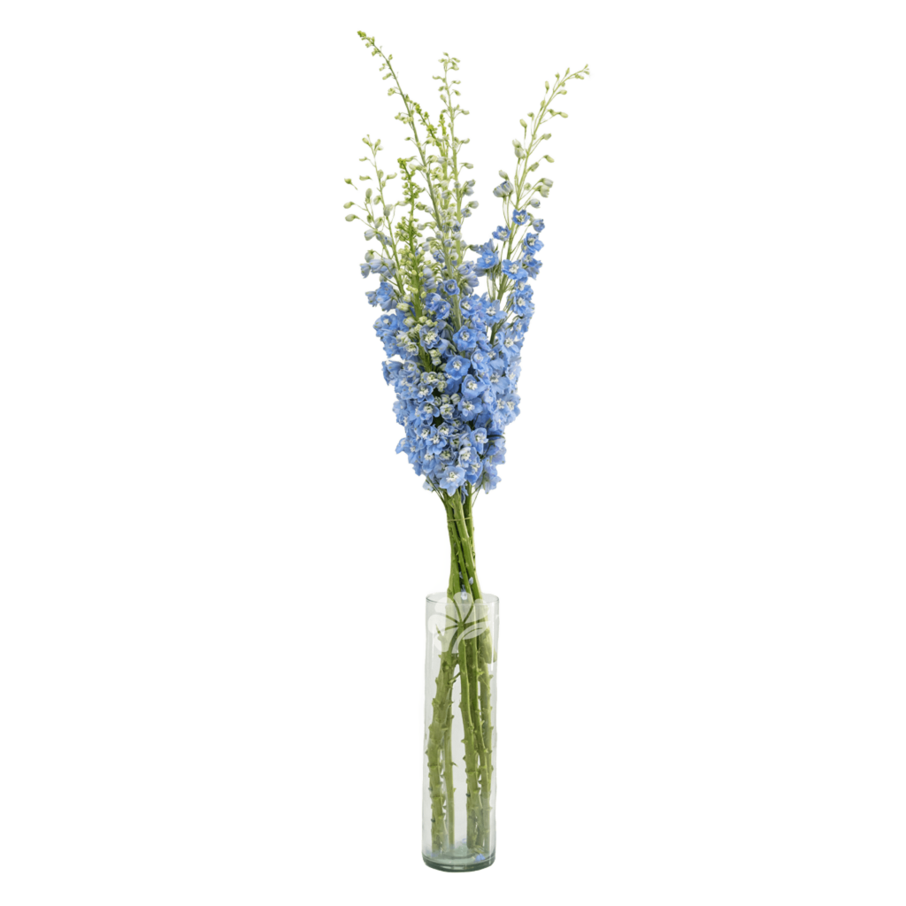 Summer Skies Light Blue Delphinium – Soft Blue Delphinium Flower