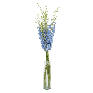 Summer Skies Light Blue Delphinium – Soft Blue Delphinium Flower