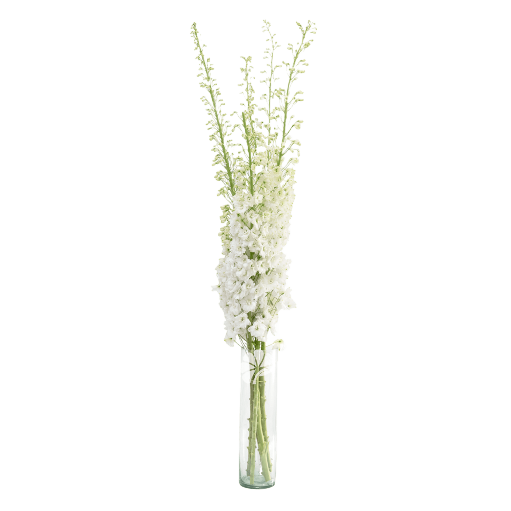 Delphinium Galahad White – Elegant White Ecuadorian Delphinium by Toscana Farms