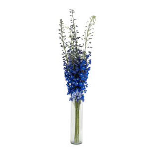 Summer Skies Delphinium – Vibrant Blue Delphinium Flower