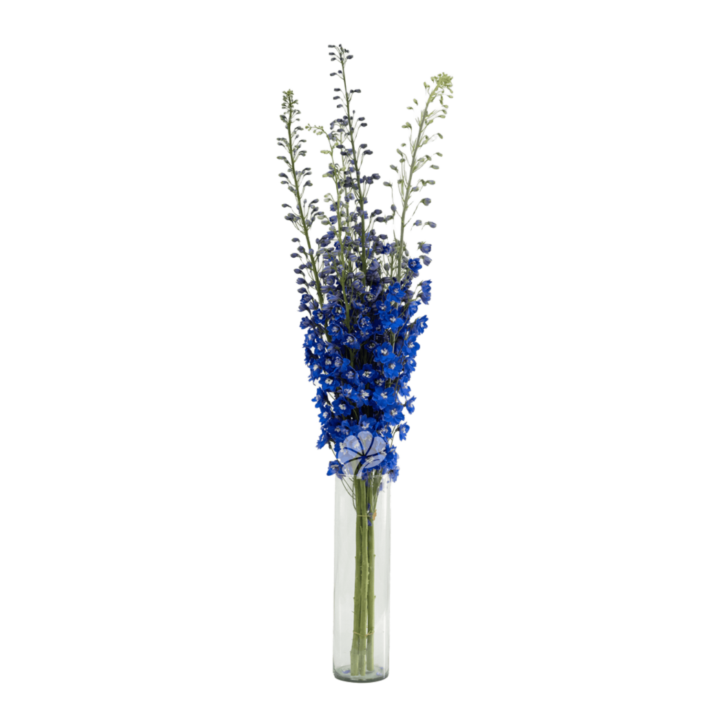 Delphinium Summer Skies – Vibrant Blue Delphinium by Toscana Farms