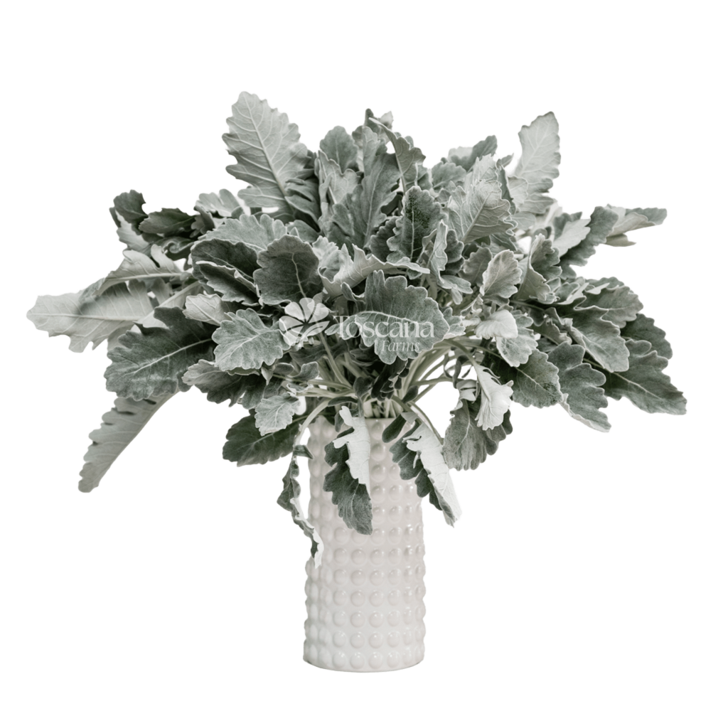 Dusty Miller – Silver Foliage Greenery by Toscana Farms