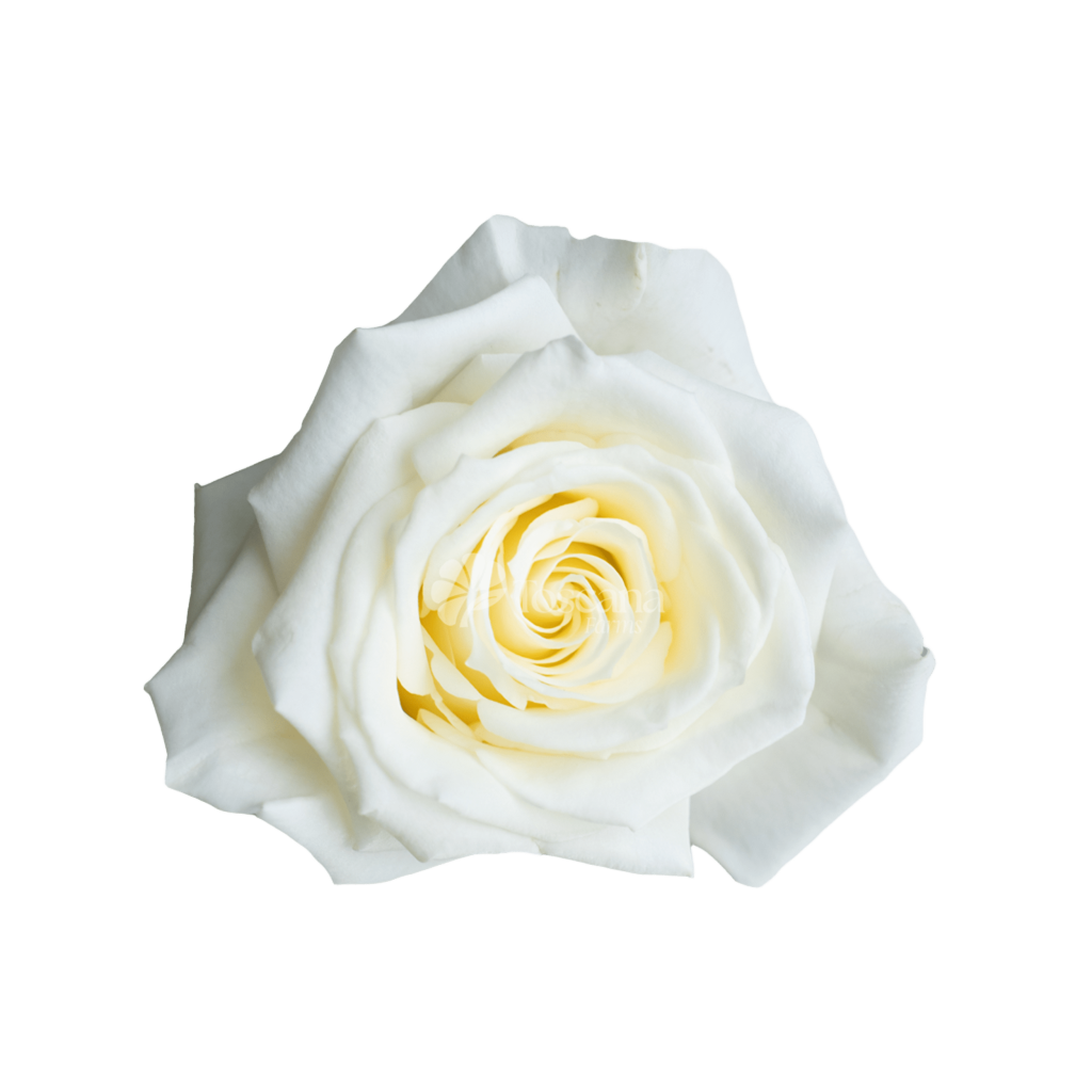 Escimo Rose – Classic White Ecuadorian Rose by Toscana Farms