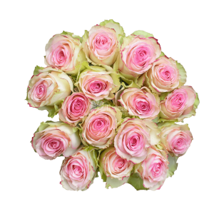 Esperance Rose – Bicolor Pink Ecuadorian Rose by Toscana Farms