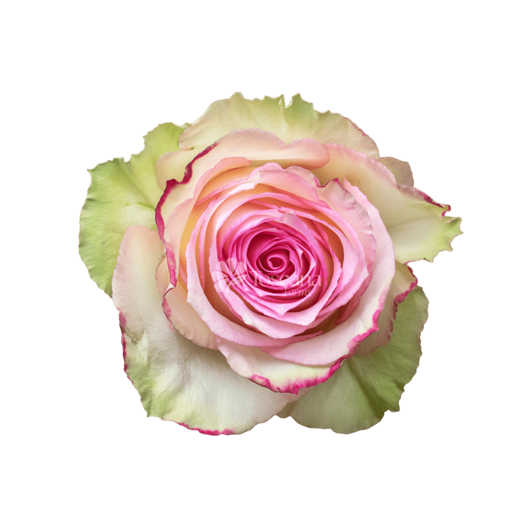 Esperance Rose – Bicolor Pink Ecuadorian Rose by Toscana Farms