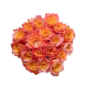 Free Spirit Rose – Multicolor Ecuadorian Rose with Serrated Edges by Toscana Farms