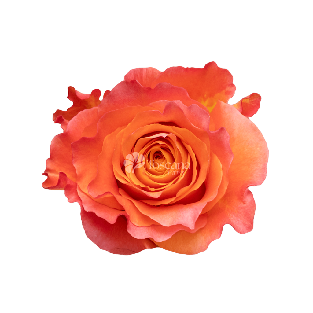 Free Spirit Rose – Multicolor Ecuadorian Rose with Serrated Edges by Toscana Farms
