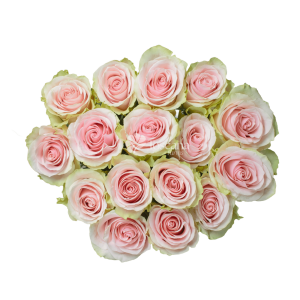 Frutteto Rose – Bicolor Pink Ecuadorian Rose by Toscana Farms
