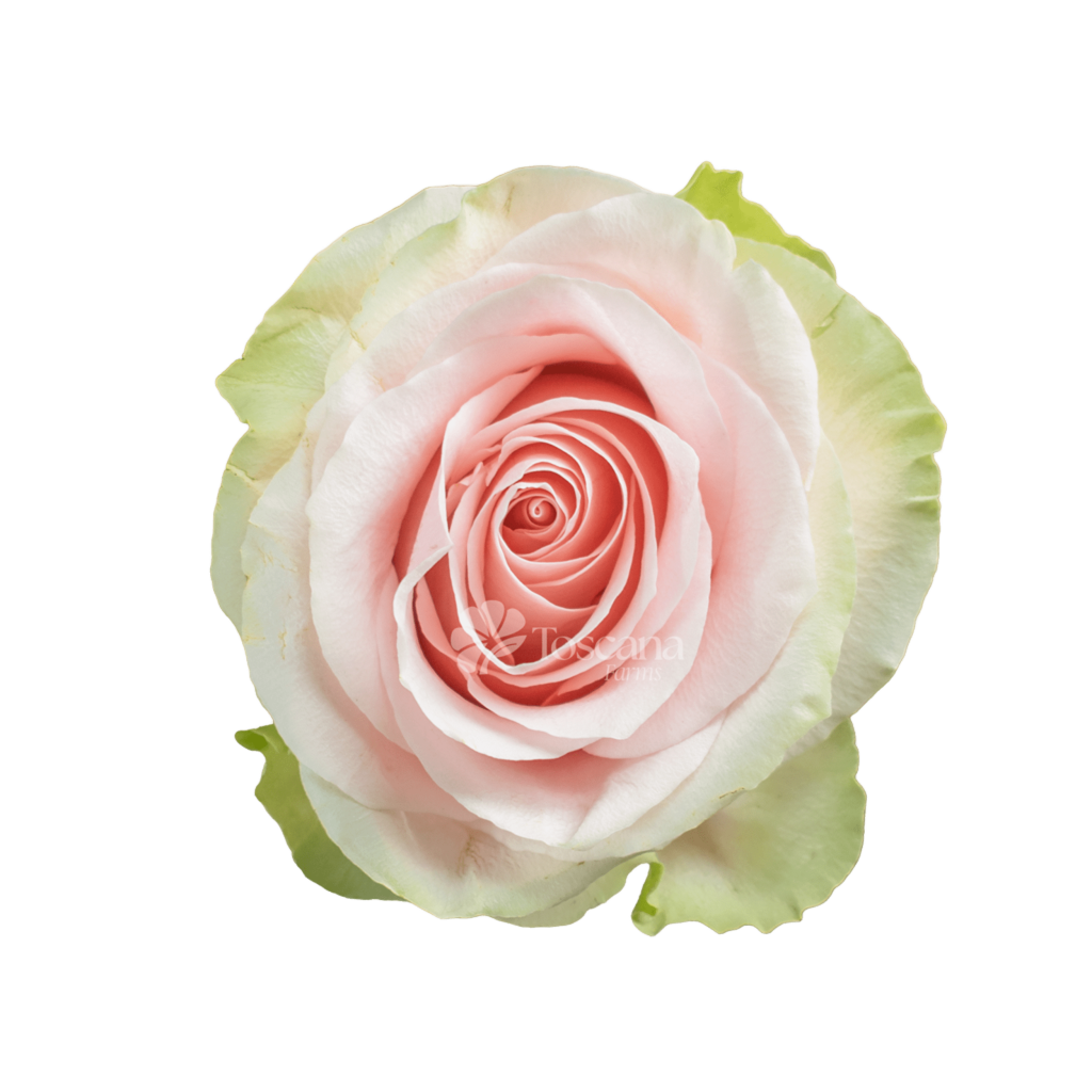 Frutteto Rose – Bicolor Pink Ecuadorian Rose by Toscana Farms