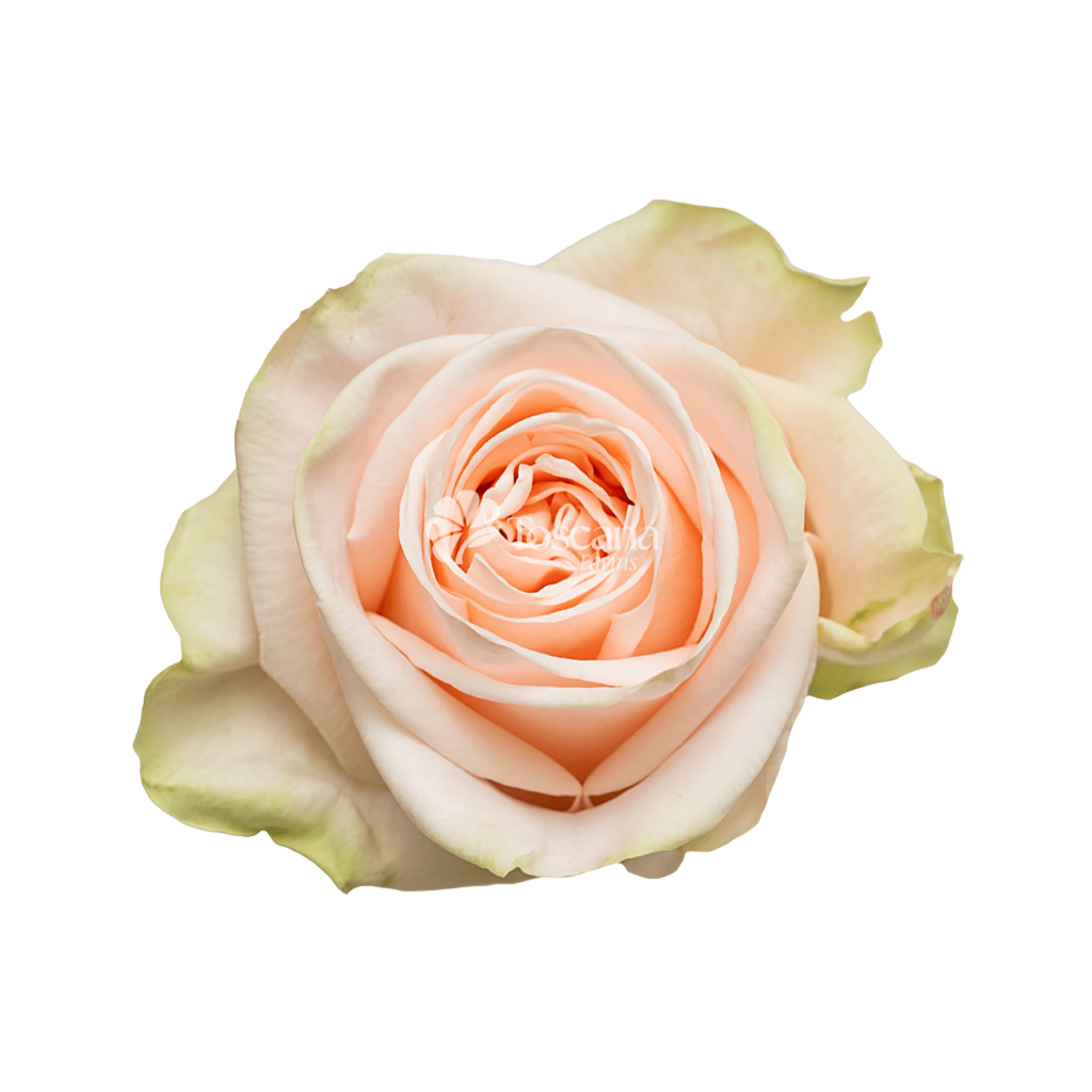 Garden Spirit Rose – Cream Ecuadorian Rose by Toscana Farms