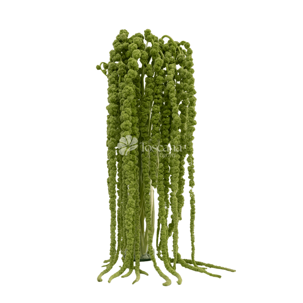 Green Hanging Amaranthus – Cascading Green Amaranthus by Toscana Farms
