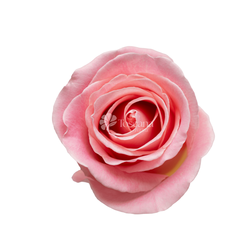 Hermosa Rose – Antique Pink Ecuadorian Rose by Toscana Farms