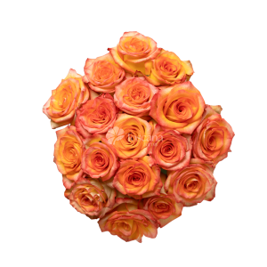 High Magic Rose – Bicolor Yellow-Orange and Crimson Red Ecuadorian Rose by Toscana Farms