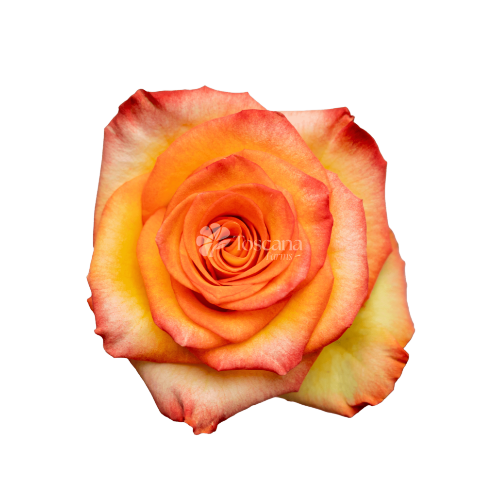High Magic Rose – Bicolor Yellow, Orange and Red Ecuadorian Rose by Toscana Farms