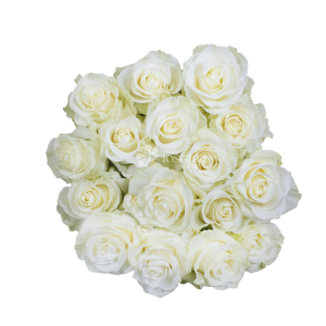 Mondial Rose – White Ecuadorian Rose with Subtle Green Center by Toscana Farms