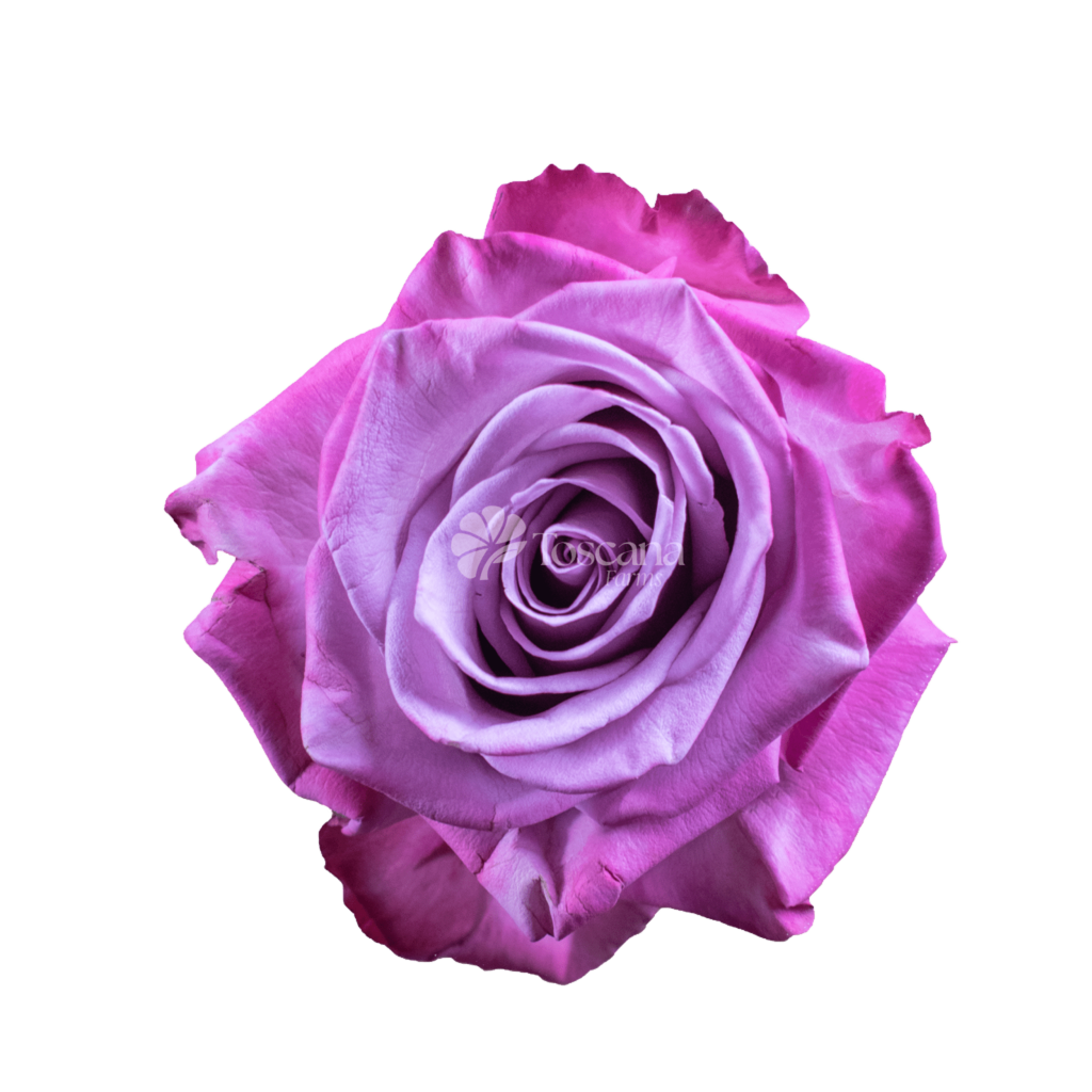 Moody Blues Rose – Bicolor Lavender Ecuadorian Rose by Toscana Farms