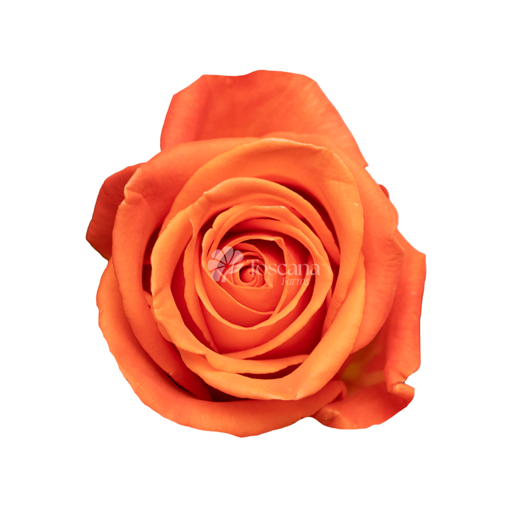 Orange Crush Rose – Vibrant Orange Ecuadorian Rose by Toscana Farms