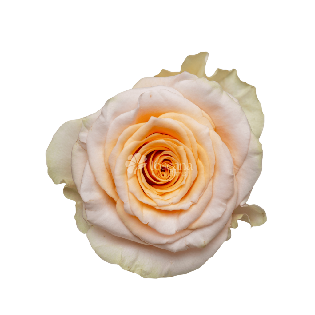 Pearl Finesse Rose – Peach Ecuadorian Rose by Toscana Farms