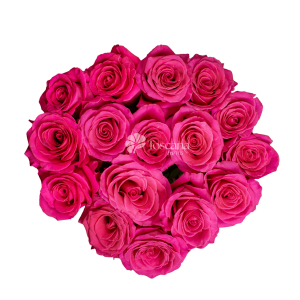 Pink Floyd Rose – Hot Pink Ecuadorian Rose by Toscana Farms