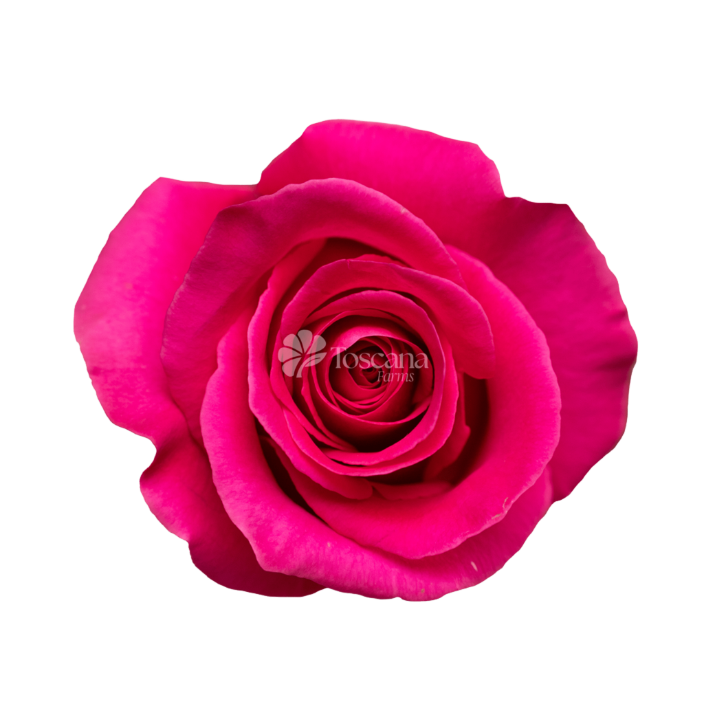 Pink Floyd Rose – Hot Pink Ecuadorian Rose by Toscana Farms