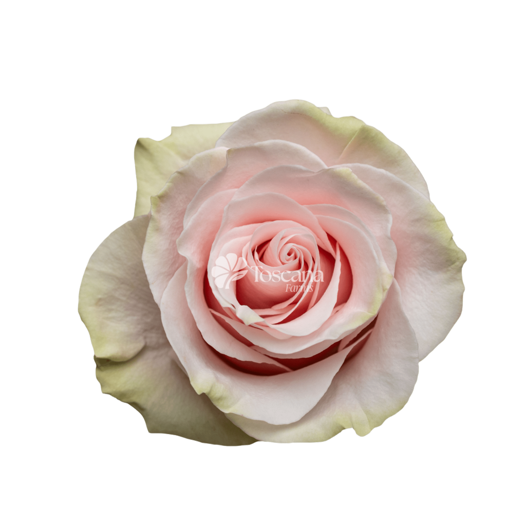 Pink Mondial Rose – Light Pink Ecuadorian Rose by Toscana Farms