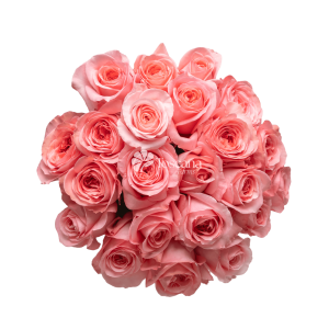 Pink Xpression Rose – Garden-Like Pink Ecuadorian Rose by Toscana Farms
