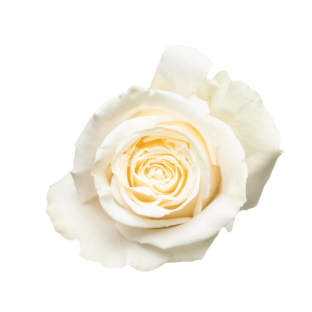 Playa Blanca Rose – Pure White Ecuadorian Rose by Toscana Farms