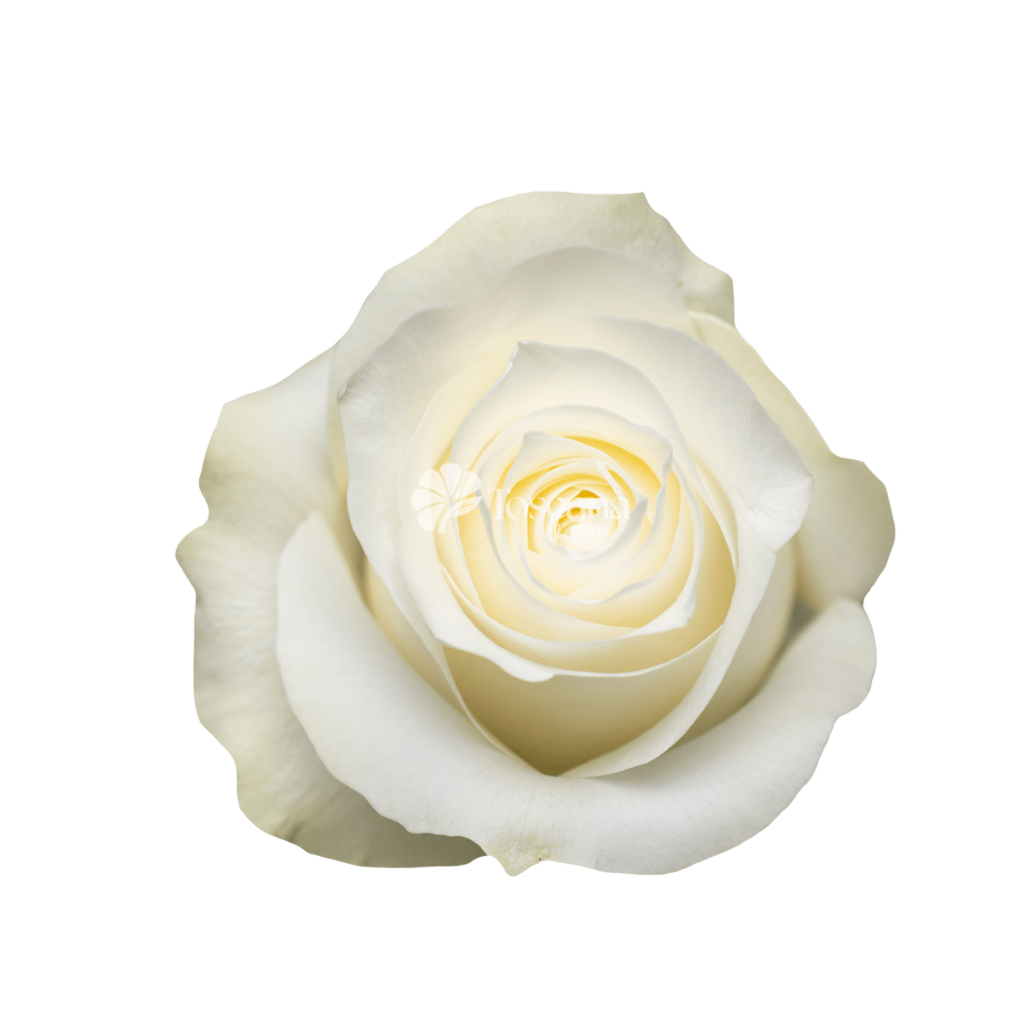 Polar Star Rose – Premium White Ecuadorian Rose by Toscana Farms