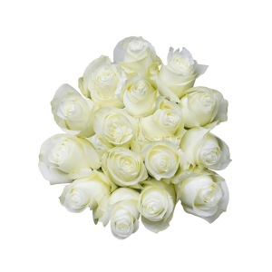 Proud Rose – White Ecuadorian Rose by Toscana Farms