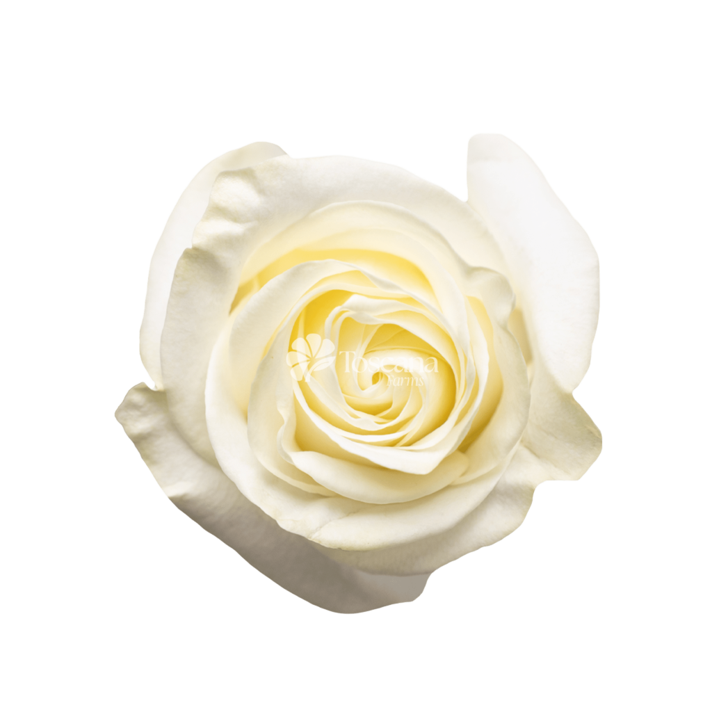 Proud Rose – Elegant White Ecuadorian Rose by Toscana Farms