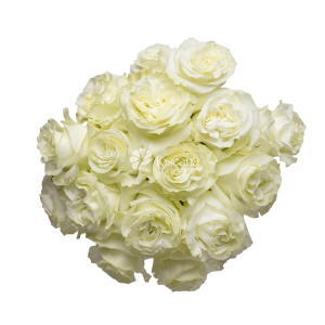 Pure Enigma Rose – Creamy White Garden-Like Ecuadorian Rose by Toscana Farms