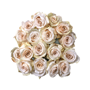 Quicksand Rose – Cream and Sand Ecuadorian Rose by Toscana Farms
