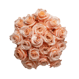 Shimmer Rose – Peach with Pink Tones Ecuadorian Rose by Toscana Farms