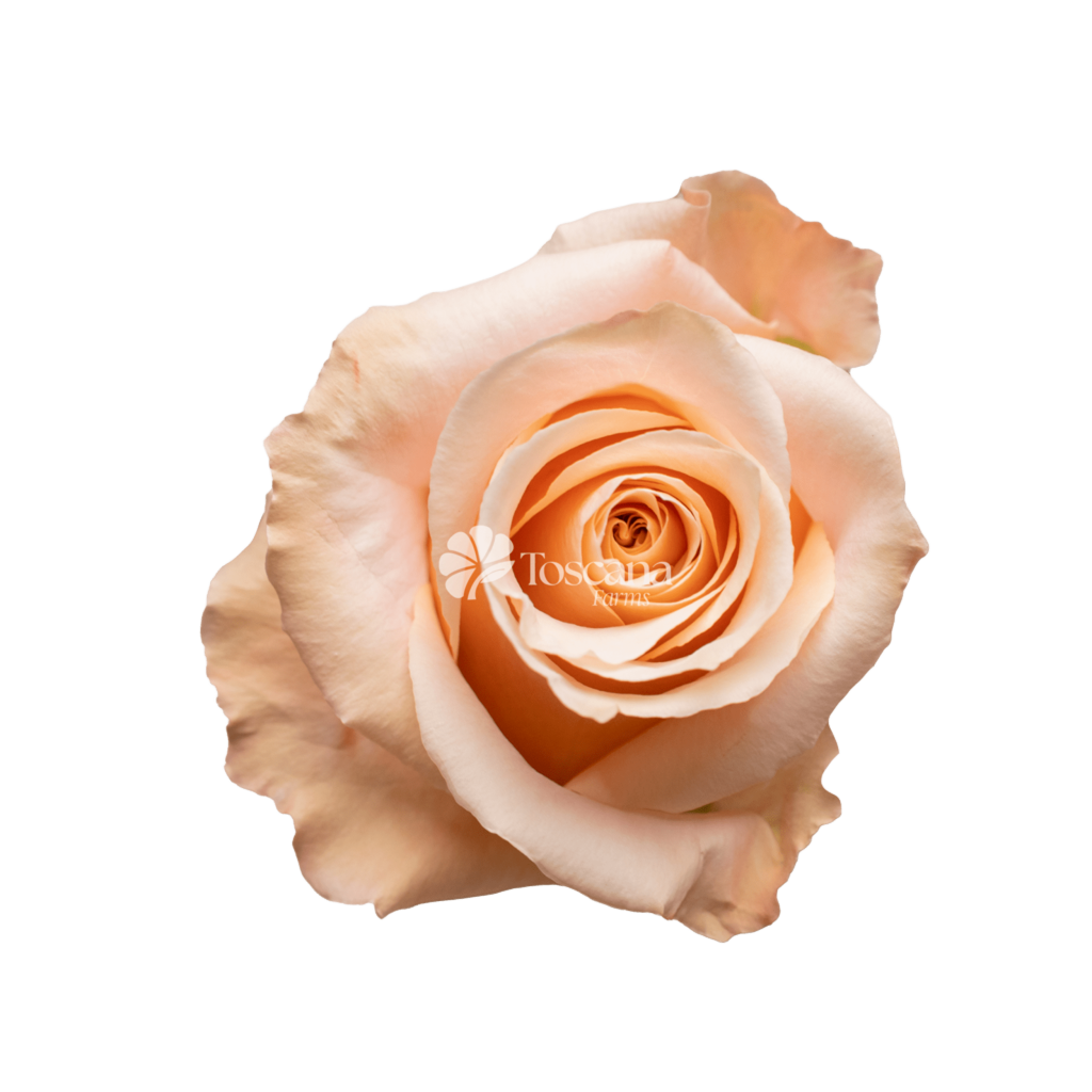 Shimmer Rose – Peach Ecuadorian Rose by Toscana Farms