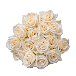 Soul Rose – Cream Ecuadorian Rose by Toscana Farms